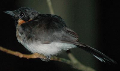 Spectacled Monarch/Monarcha trivirgatus. © Kris Tindige